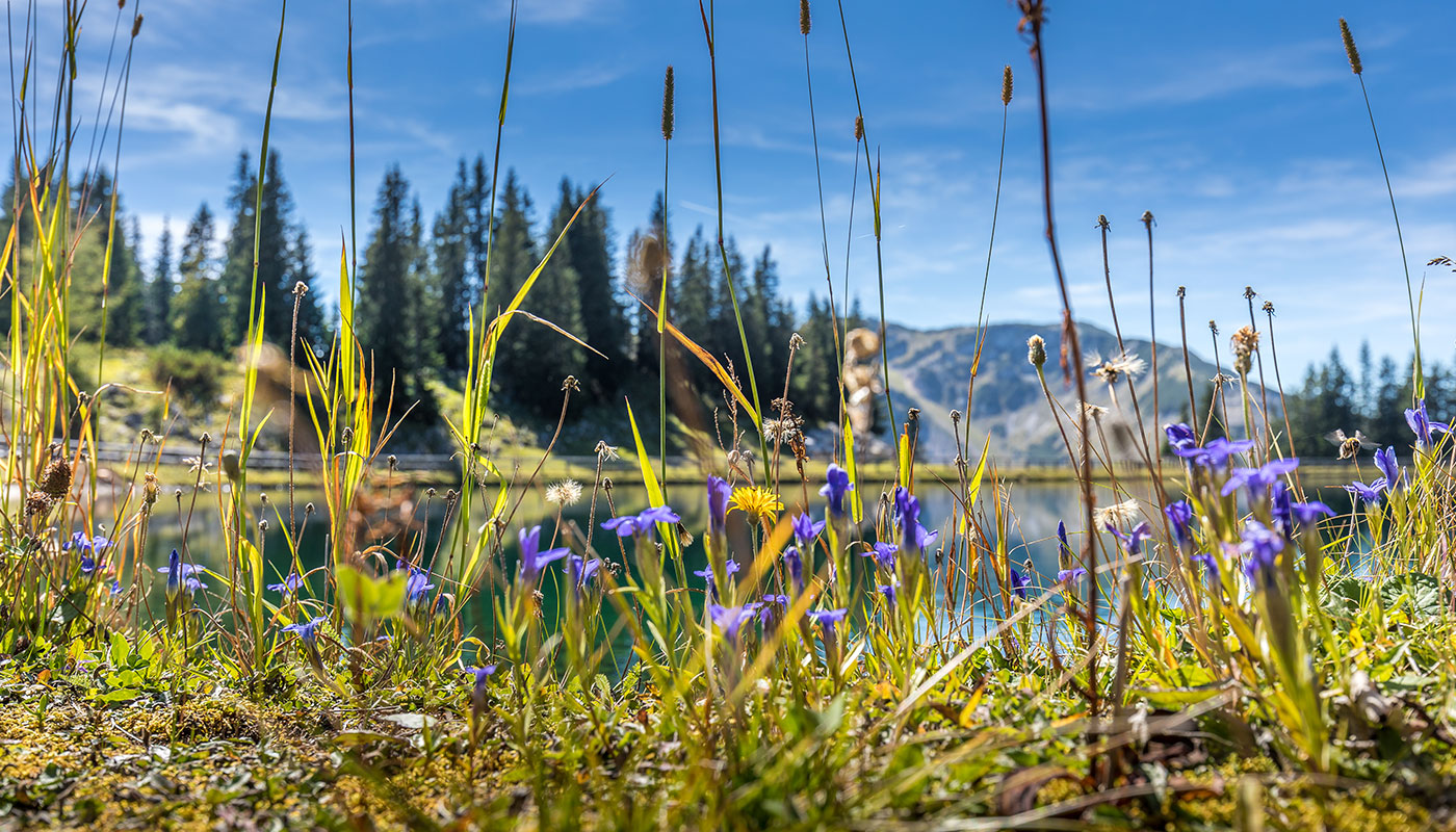 Bergsee mit Gräsern und Blumen