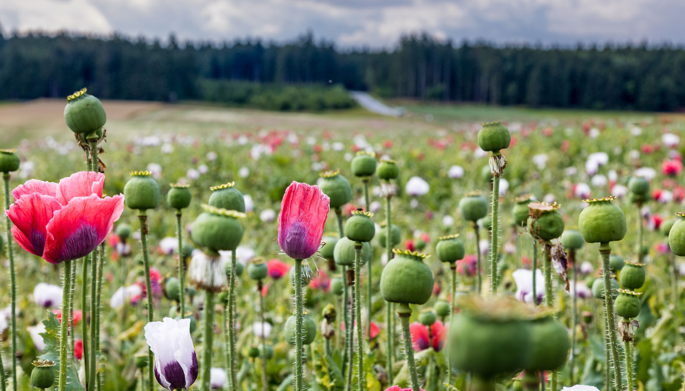 Blühendes Mohnfeld am Waldrand