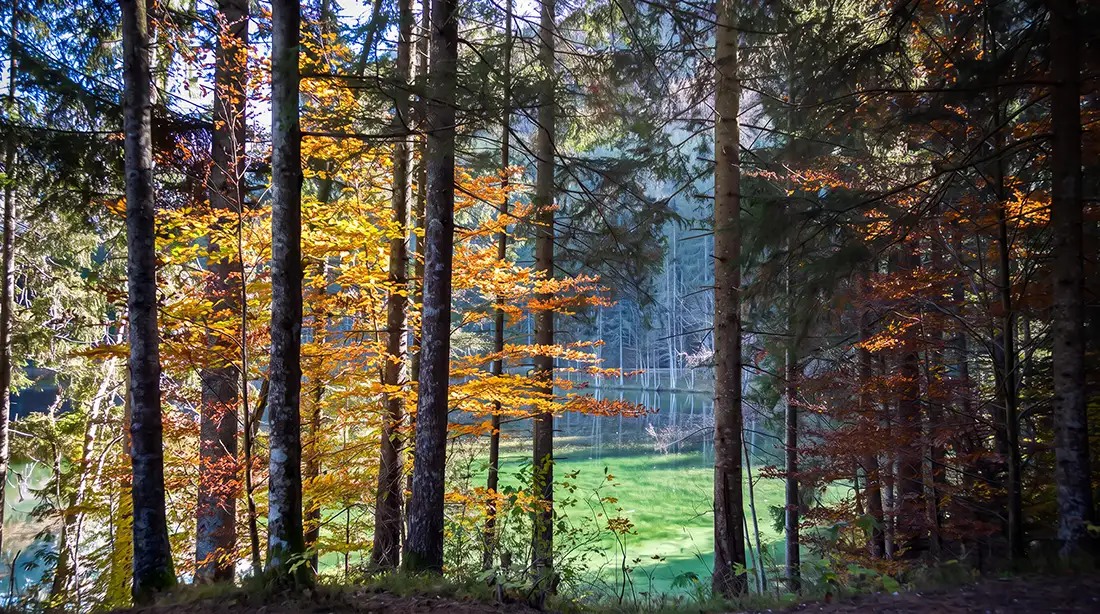 Ruhiger Wald mit herbstlichem Licht