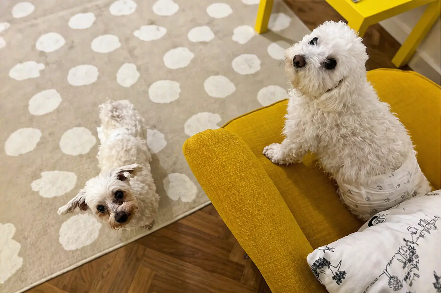 Snoopy und Loisi